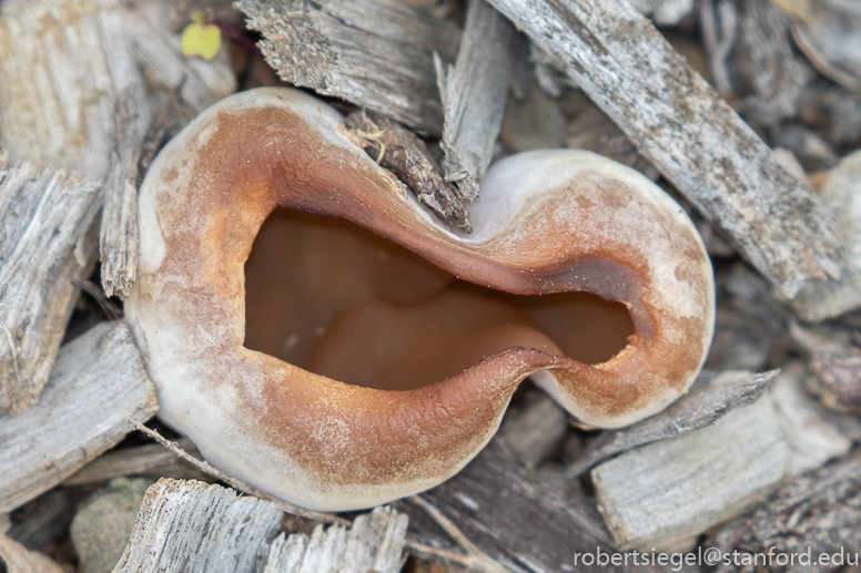 emily renzel wetlands